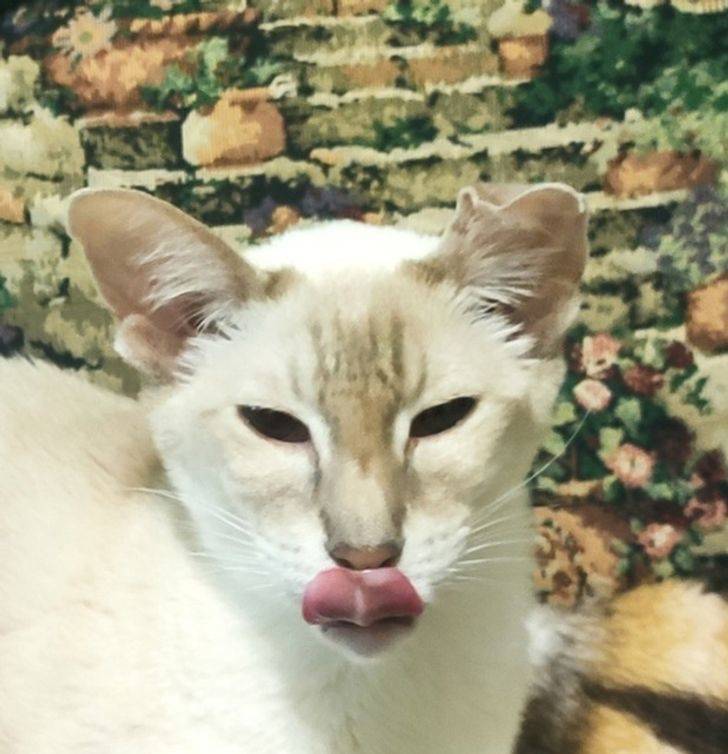 "This cat’s tongue made it look like she had lip fillers."