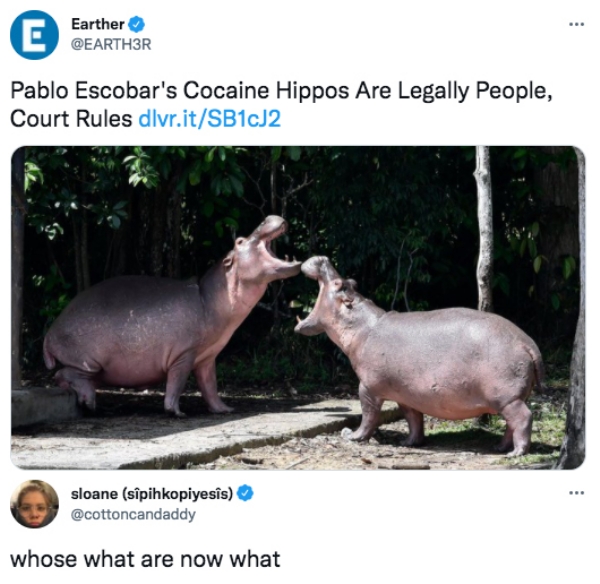 funny tweets - Earther E Pablo Escobar's Cocaine Hippos Are Legally People, Court Rules dlvr.itSB1cJ2 . sloane sipihkopiyesis whose what are now what