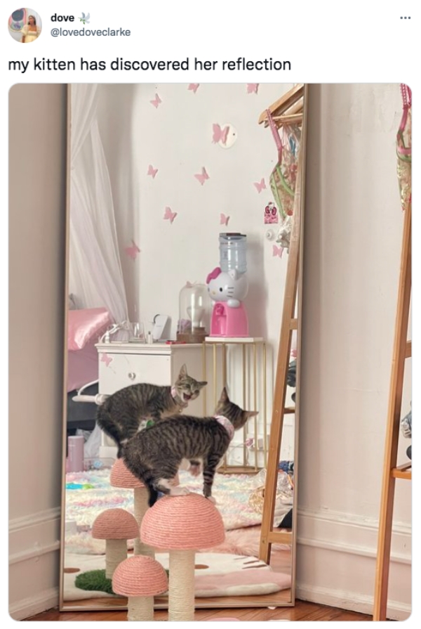funny tweets - room - . dove my kitten has discovered her reflection X