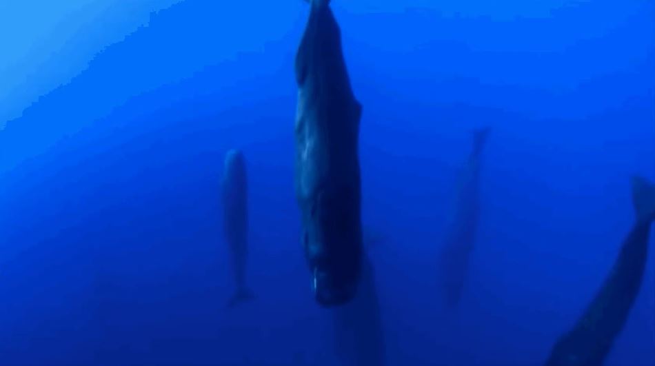 When whales reach a certain age, they will eventually be too weak to swim back to the surface for air. So they will just suffocate to death and eventually sink to the bottom of the ocean.