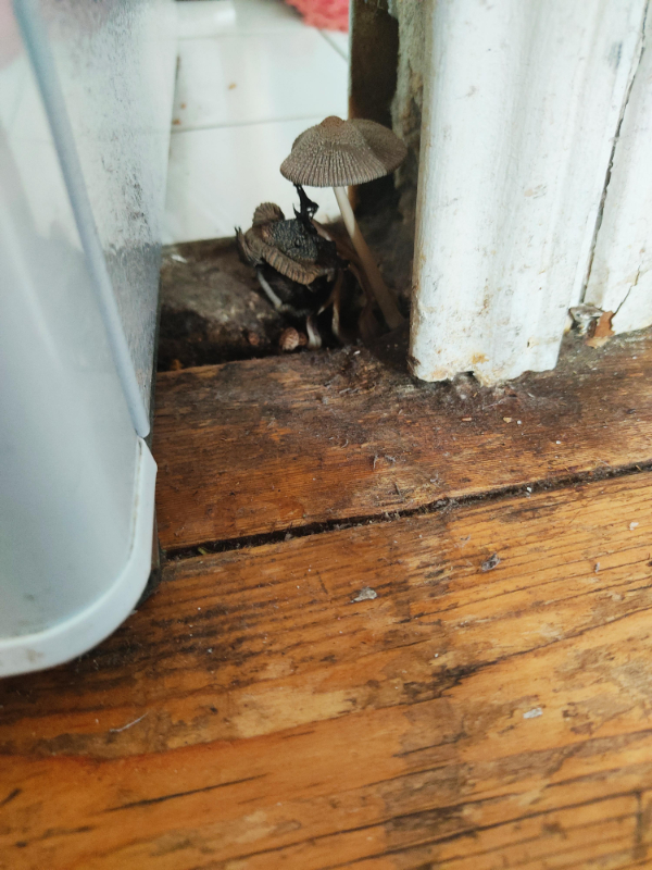 “My kitchen literally started growing mushrooms .”