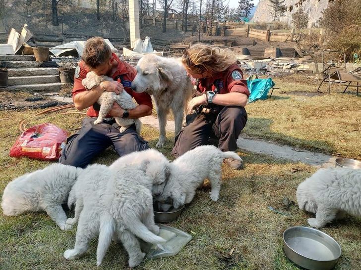 These firefighters saved the animals that were left behind after a wildfire by bringing them food and water.