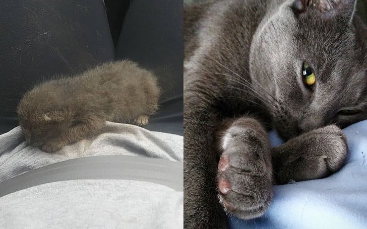 Thanking the people who pulled over to help rescue a kitty by showing his before and after pictures