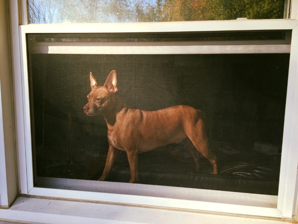 interesting pics and fascinating photos - dog in the window illusion