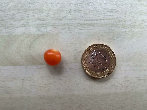 My dad’s decided to grow tomatoes this year, here is the harvest.