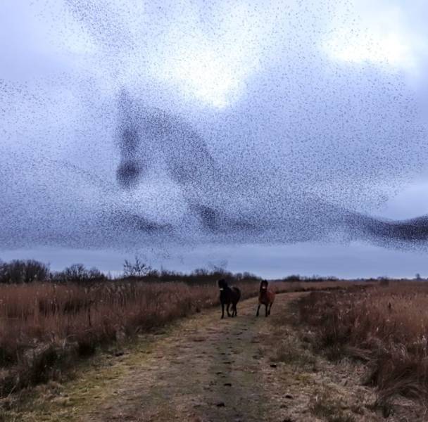 “A flock of birds resembling a horse, while horses gallop in the background...”