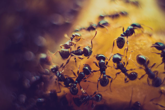 Ants have designated paramedics that are assigned to rescue their wounded soldiers, carry them back to their nest and help them heal by gently holding the hurt limb in place with their mandibles and front legs while intensely “licking” the wound for up to 4 minutes