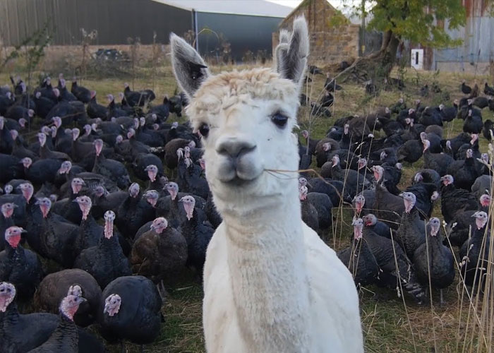 alpacas are being used as bodyguards in some turkey farms, since they instinctively accept the birds into their herd and scare off foxes.