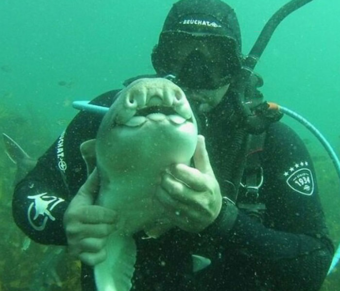 of an Australian diver who befriended a baby shark. For years afterwards, whenever the shark would see him, she would swim up to him and demand cuddles