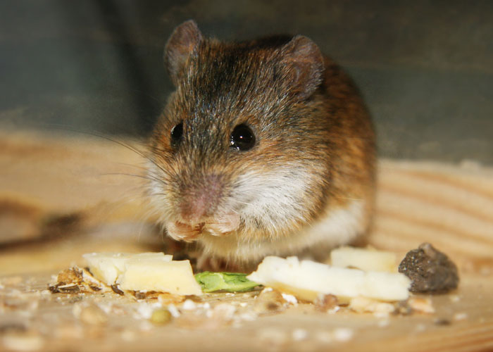 Mice do not have a special appetite for cheese, and will eat it only for lack of better options; they actually favor sweet, sugary foods. It is unclear where the myth came from.