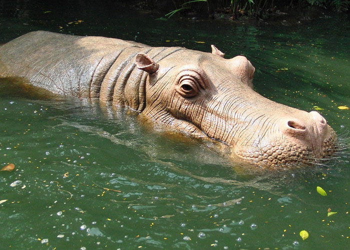 Hippos sleep underwater even though they breathe air. They automatically close their nostrils and surface to breathe every 3-5 minutes. This all happens unconsciously, even in their sleep.