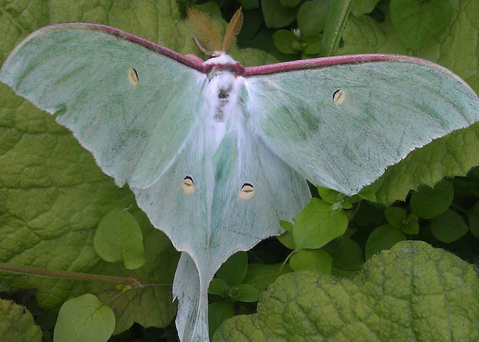 that the Luna Moth only survives 6-7 days once reaching adulthood because it has no mouth and dies of starvation.