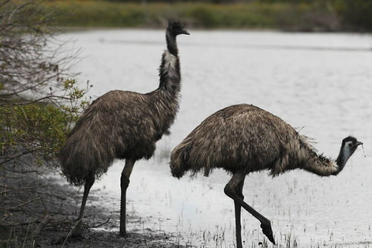 "Australia went to war with Emus. The Emus won."
