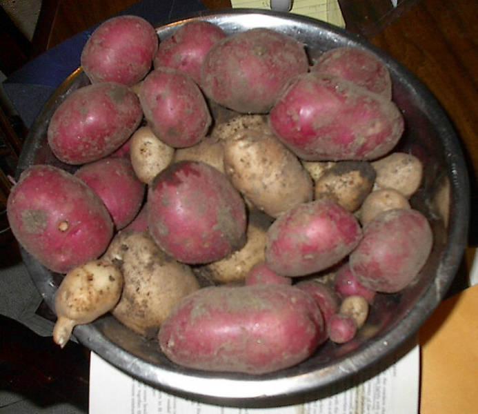 "Ireland exported potato’s during the great potato famine."