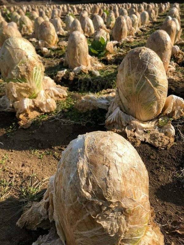 cabbage field in japan
