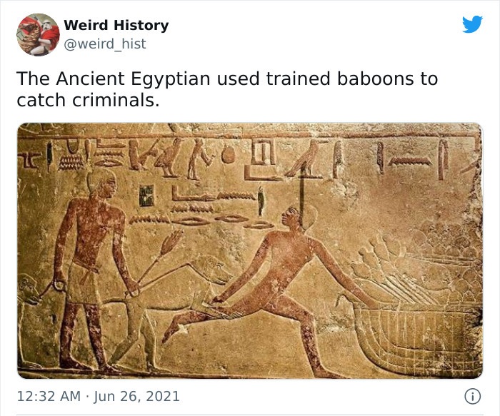 odd history facts and pics  - ancient egyptian baboons - Weird History The Ancient Egyptian used trained baboons to catch criminals. . 0