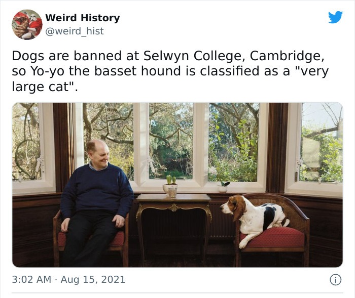 odd history facts and pics  - selwyn college dog - Weird History Dogs are banned at Selwyn College, Cambridge, so Yoyo the basset hound is classified as a "very large cat". 0