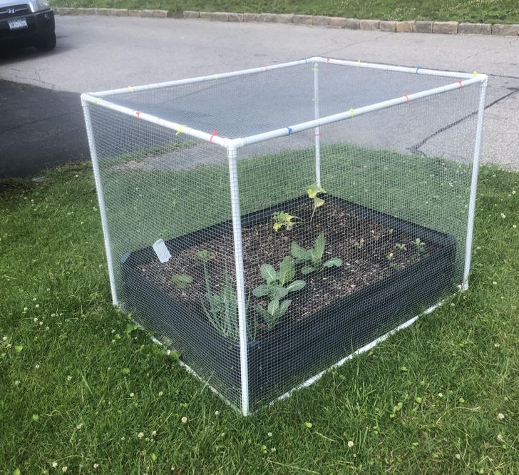 “My dad made me a cage to keep the critters out. It’s working so well!”