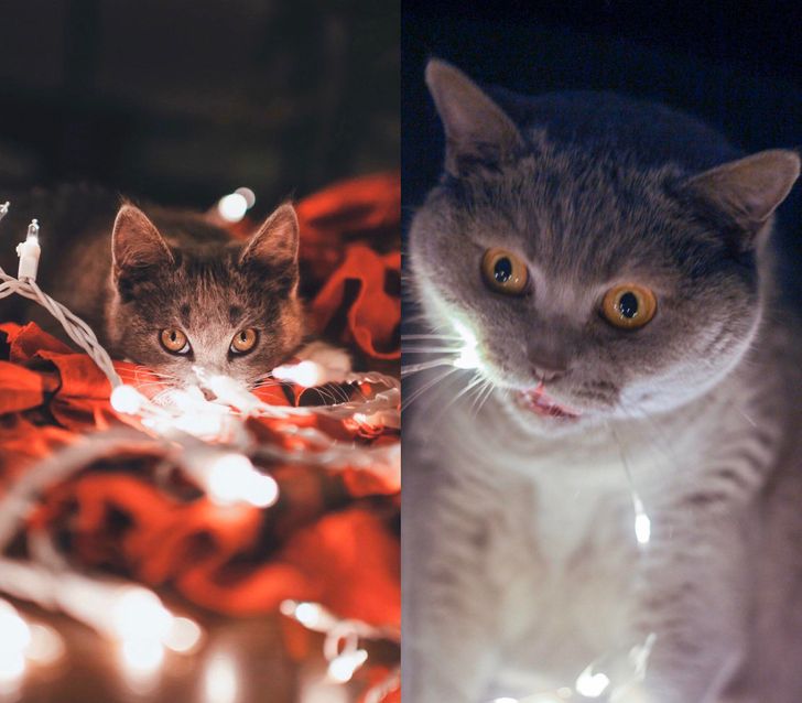 “My girlfriend tried to recreate a photo she saw online with our cat.”