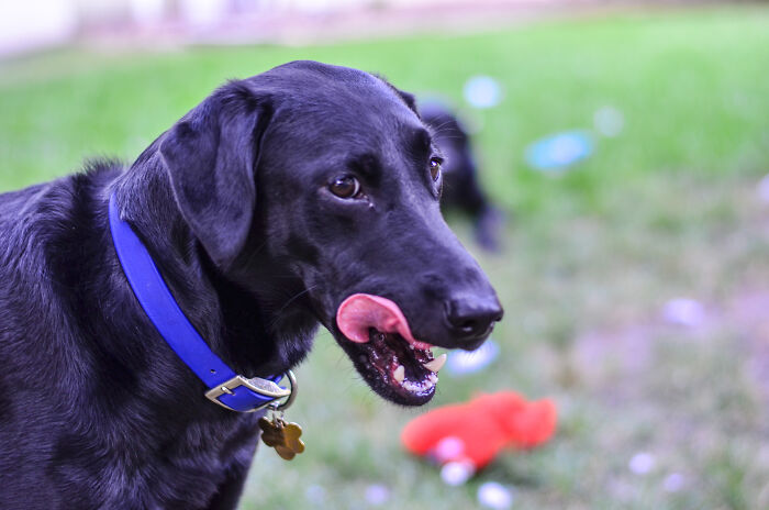 People that let dogs lick their mouths. OMFG! What is wrong with them? They'll often quote some bulls**t urban myth about dogs having sterile saliva or some such self deceiving rubbish so they can feel ok about their perverse desire to tongue kiss dogs.