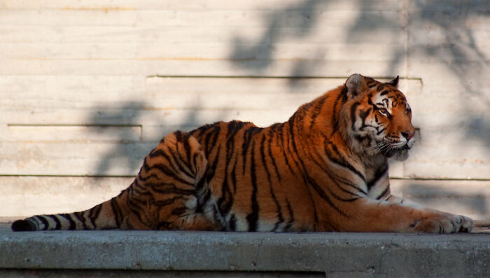 Tiger King.

The guy is a sociopath who manipulated two young straight men into a sexual relationship, which ended in one of them committing suicide. Then he had the audacity to give the most tasteless eulogy in front of the guy's family.

He's a predator and I'm shocked that more non-straight and non-monogamous people aren't speaking up against him being released and getting more screen time.