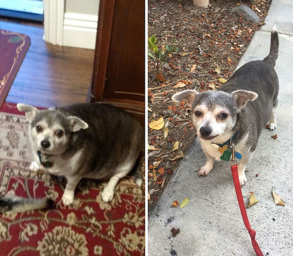 My 90yo neighbor hasn’t walked her dog in years so I volunteered to do it for her. So proud of Buddy’s weight loss!