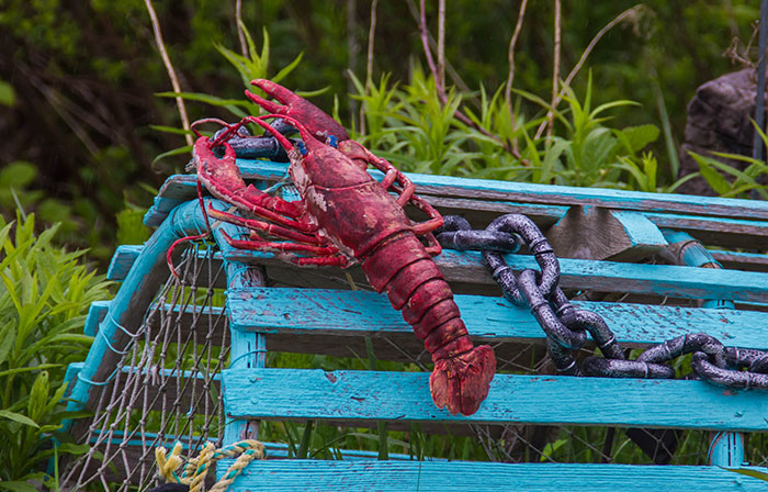 "If any animal is built different, it's the lobster. Its brain is located in its throat, the nervous system is in its abdomen, the teeth are in its stomach, the kidneys are located in the head, it hears with its legs and tastes with its feet. And just like humans, they're either right clawed or left clawed."