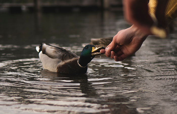 "Don't feed ducks bread. It fills up their stomach and they end up getting no nutrients from the bread anyways. And the bread also causes malnourishment."