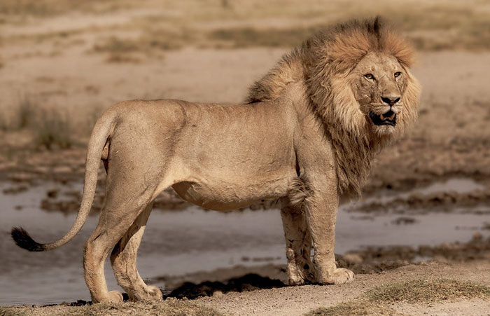 "When lions get injured, they can have mane loss. So when a lion sees a male with a long mane, they avoid fighting with him because they think he is stronger at combat."