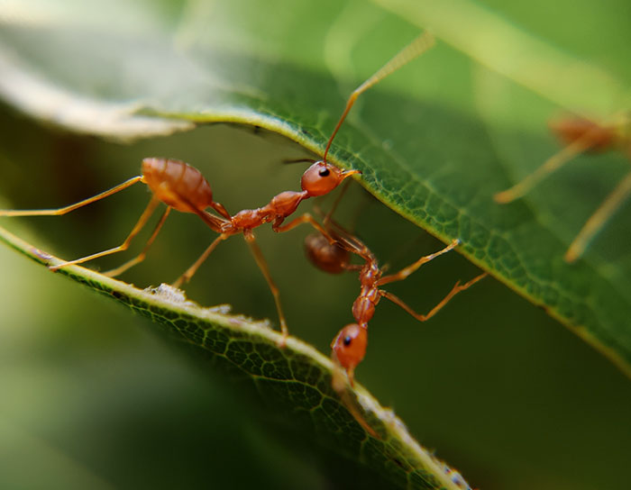 "Ants go to war similar to humans, and they actually have some crazy strategies. For example, they'll put the weak ones in the front to protect the strong ones in the back."