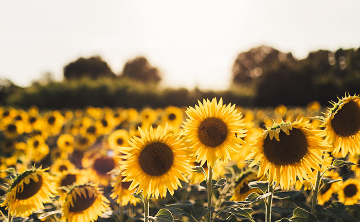 "Sunflowers can clean up radioactive waste. Sunflowers are good at eating up pollutants, especially radioactive metal contaminants. And they store all the waste in their stems."