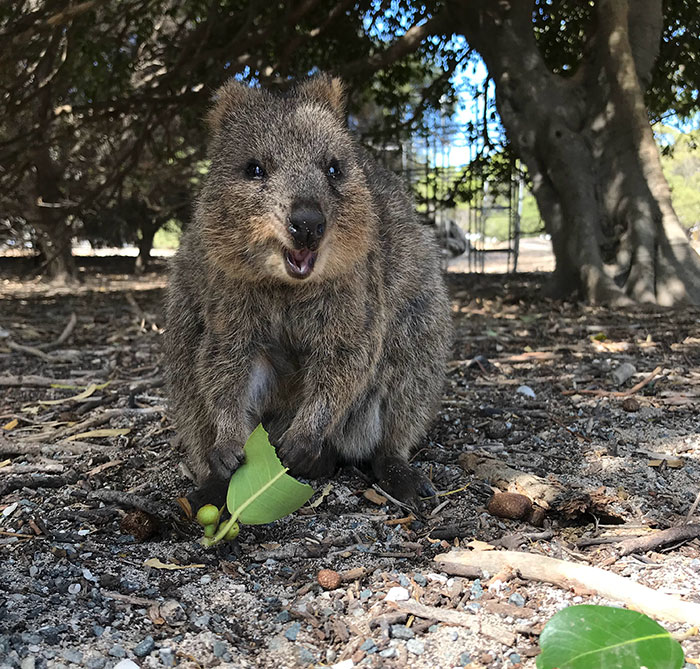 "If you look at this marsupial called the quokka, it's actually a mini kangaroo. And they are in Australia. They actually have an island for these mini kangaroos."