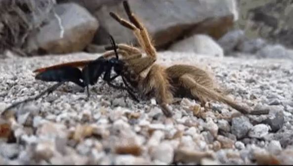 “The tarantula hawk wasp will hunt, paralyse, and entrap a tarantula to use as live food for its larvae.”