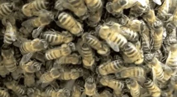 “The male honeybee exists only to mate with the queen bee, after which he is “castrated” and dies.”