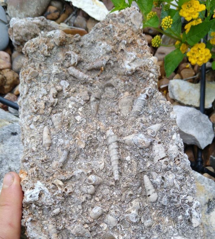 “This rock I found was full of fossil shells.”