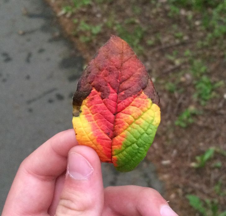 “I once found a leaf showing all stages of its life.”