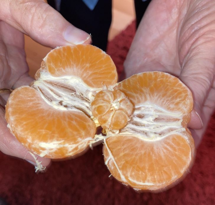 “My orange was pregnant.”