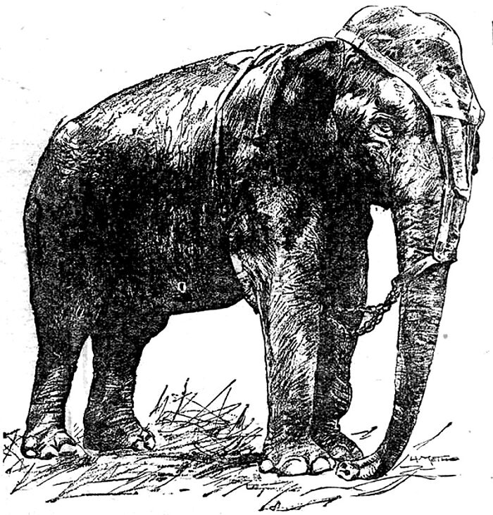 Weird cookery. Edison fried an elephant in the street to prove something about electricity…