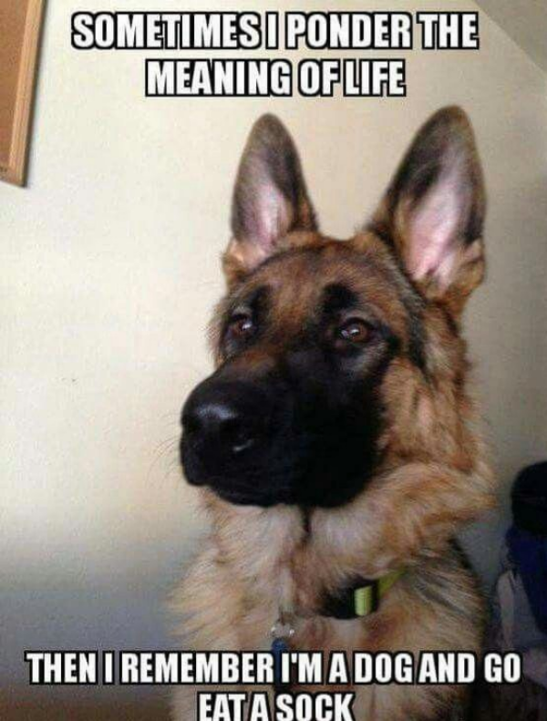funny memes - dog pondering meme - Sometimesi Ponder The Meaning Of Life Then I Remember I'M A Dog And Go Eat A Sock