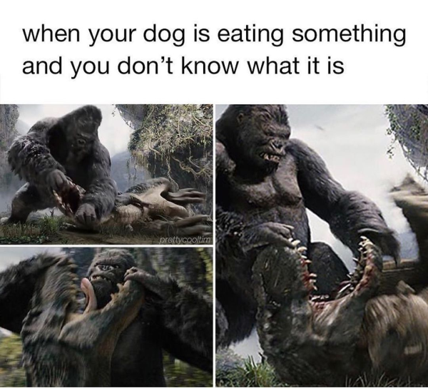 funny memes - king kong 2005 - when your dog is eating something and you don't know what it is cooltin