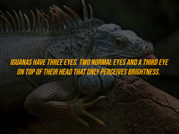 17 Random Facts To Fill Your Head With.