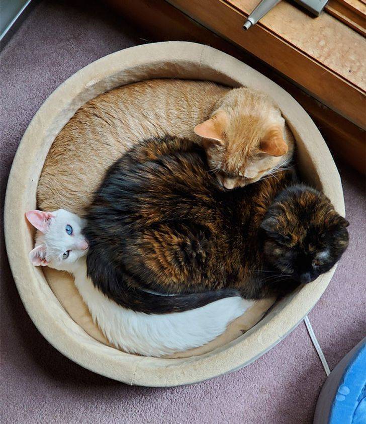 ’’4 beds for 3 cats, and they do this.’’