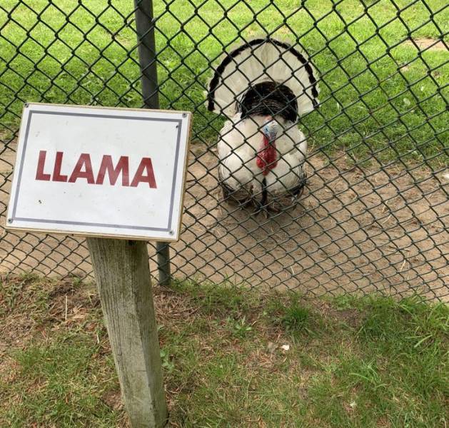 “Spotted at local petting zoo.”