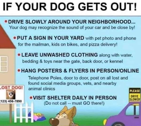 cartoon - If Your Dog Gets Out! Drive Slowly Around Your Neighborhood... Your dog may recognize the sound of your car and be close by! Put A Sign In Your Yard with pet photo and phone for the mailman, kids on bikes, and pizza delivery! Leave Unwashed Clot