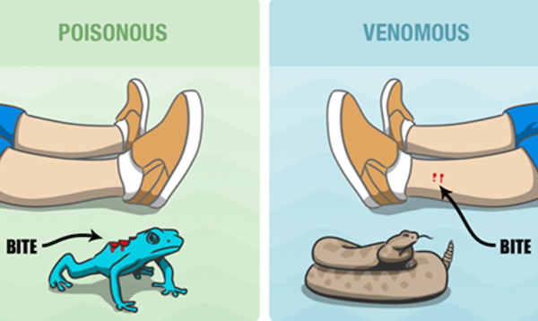 poison vs venom - Poisonous Venomous Bite Bite