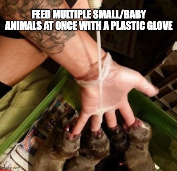 life hacks - Feed Multiple SmallBaby Animals At Once With A Plastic Glove 255 imgflip.com