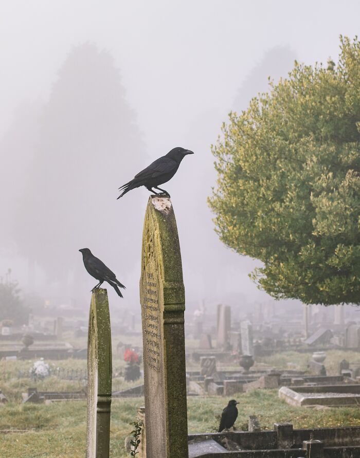 One reason why crows and ravens are associated with death is because they would often follow armies as they marched into battle. Being both carrion birds and extremely intelligent, they realized that a large group of armed men marching in one direction meant that there would be a tasty meal of corpses to eat soon afterward.