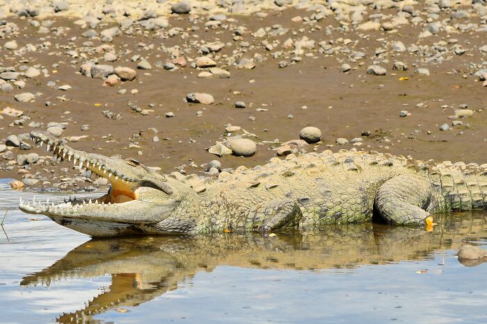 Crocodiles can gallop like horses. I don't like knowing this so I am cursing you people with this knowledge as well. Fortunately, alligators cannot.