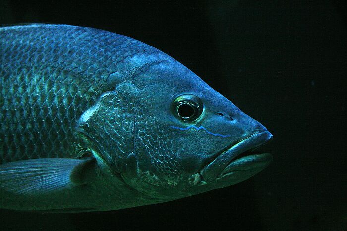 There’s a parasite that enters a fish’s mouth, eats the tongue and replaces itself as the fish’s new tongue