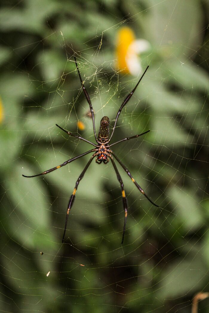 There's a spider that gives you an hours-long, very painful boner before you die from its bite.